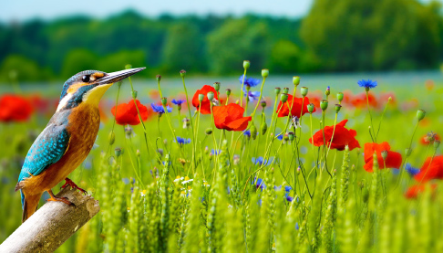 Wild flower meadow with Kingfisher